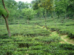 Tea_Garden_in_Malini_chora_Sylhet_Bangladesh_(3)